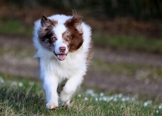 Adorable brown and white merle Bordercollie male dog with striking sky blue eyes, is running towards the camera looking straight at it.