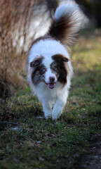 Adorable brown and white merle Bordercollie male dog with striking sky blue eyes, is running towards the camera looking straight at it.
