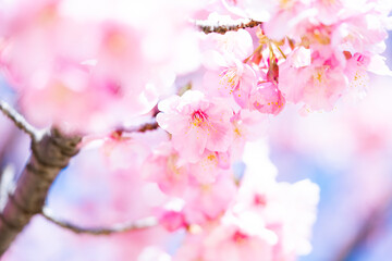 満開の河津桜