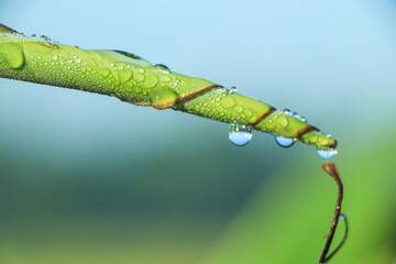 closeup water drop on green fresh banana leaf