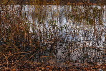 Beautiful view of the lake or river with reed grass. The shore of the lake, overgrown with yellow dry reeds. The lake is overgrown with yellow reeds and cattails. 