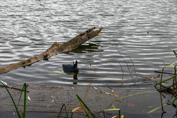 Coot (Latin Fulica atra) is a small waterfowl. A close-up portrait of a coot duck swimming on a lake in autumn. Eurasian coot (Fulica atra) on an autumn pond in the afternoon.