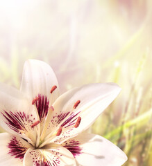Lily on sunny beautiful nature spring background. Summer scene with Lilium flower of white color. Vertical spring banner with white Lilies flower and green grass