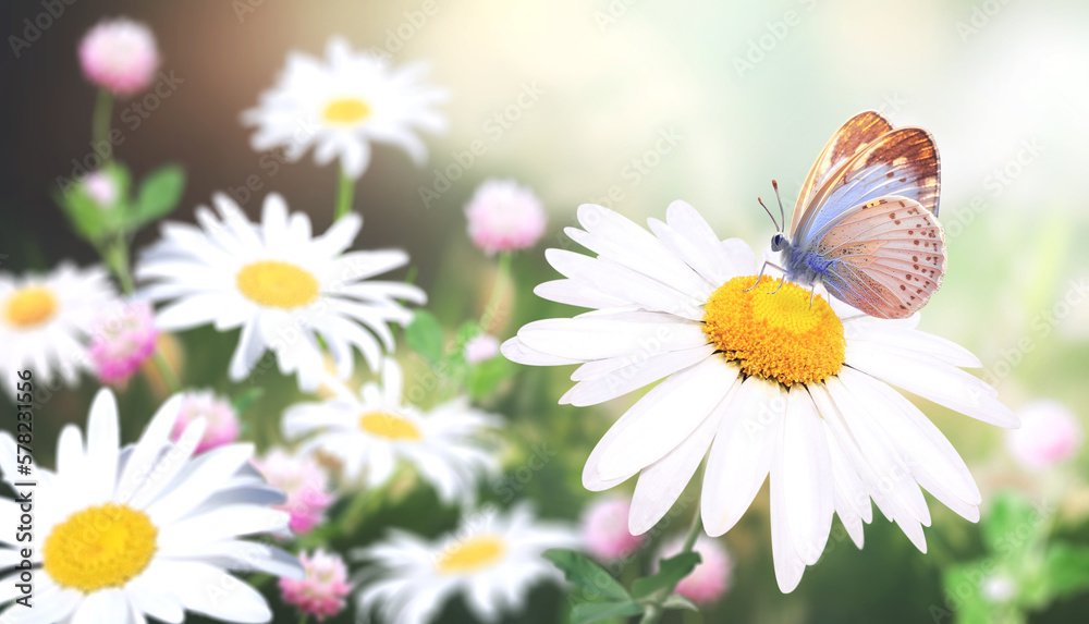 Poster wild flowers of chamomile in a meadow on sunny nature spring background. summer scene with butterfly