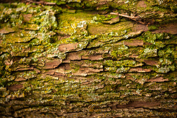 Moss on the bark of a tree. Beautiful macro background surface texture of green moss and mushrooms in the forest.