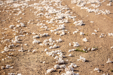 Close-up of cotton buds lying on the ground. Cotton seeds are spread across the field. Cotton is grown in the field for industrial purposes.