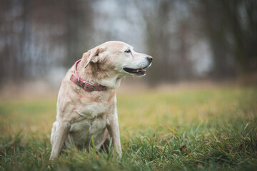 old labrador retriever dog, 13 years