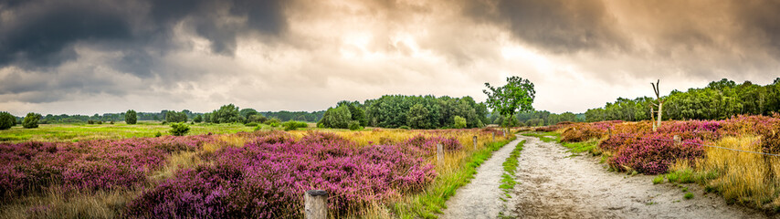 A panoramic view of the Boberger Niederung nature reserve captures lush purple heath in full...