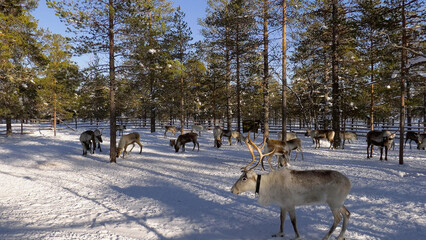 Western Siberia, a herd of reindeer in the corral.