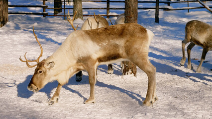 Western Siberia, a herd of reindeer in the corral.