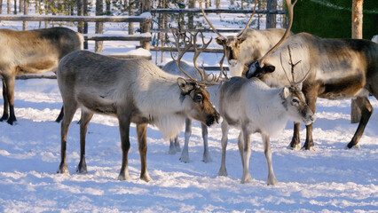 Obraz premium Western Siberia, a herd of reindeer in the corral.