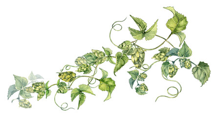 Hop vine, plant humulus watercolor illustration isolated on white background. Hop on brunch with leaves hand drawn. Design element for advertising beer festival, label, packaging, St Patrick's day. - obrazy, fototapety, plakaty