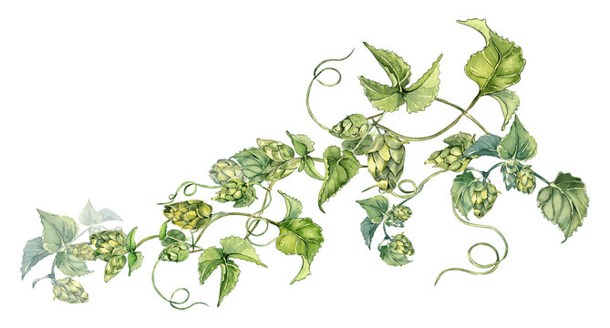 Hop vine, plant humulus watercolor illustration isolated on white background. Hop on brunch with leaves hand drawn. Design element for advertising beer festival, label, packaging, St Patrick's day.