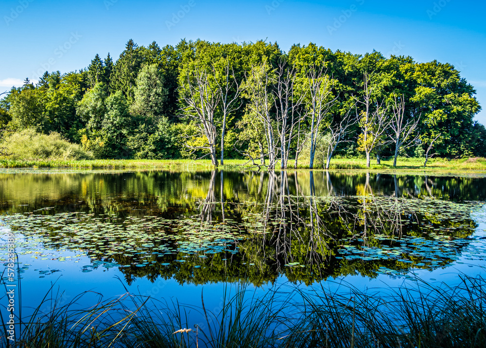 Wall mural tree at a lake in austria