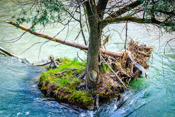 Obraz na płótnie Canvas tree at a lake in austria