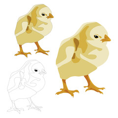 Yellow realistic chick flat with shadows and stroke for coloring