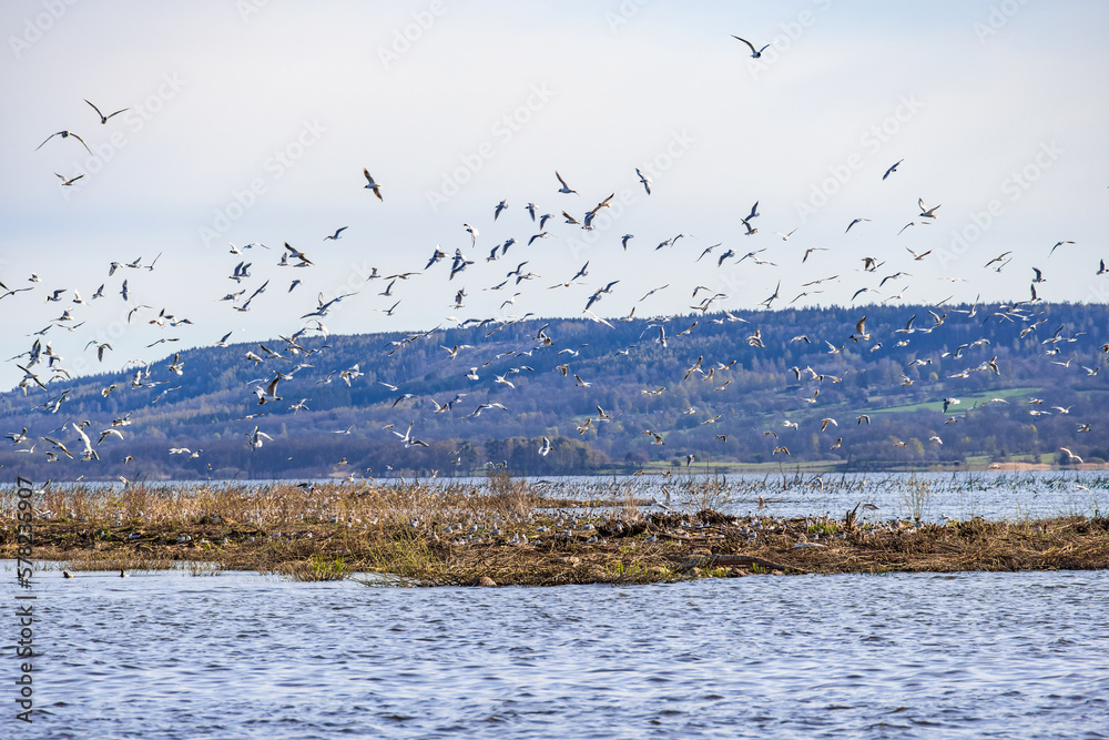 Sticker Island with a flock of Black headed gulls