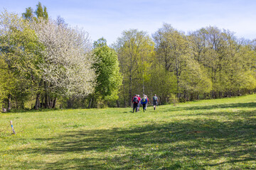 Group with hikers walking on a meadow at springtime