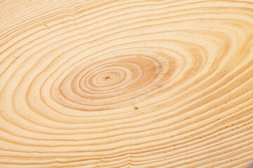 close up annual rings of a pine tree. wood texture.