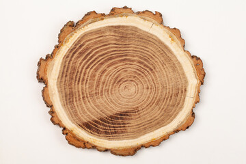 wood slice of Sophora japonica with annual rings on white background.