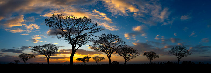 Panorama silhouette tree in africa with sunset.Tree silhouetted against a setting sun.Dark tree on open field dramatic sunrise.Typical african sunset with acacia trees in Masai Mara, Kenya