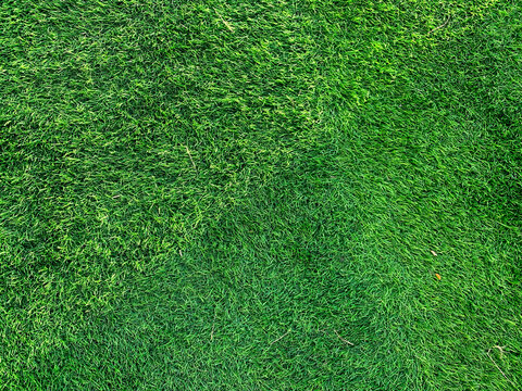 detailed close up of green grass background. without people