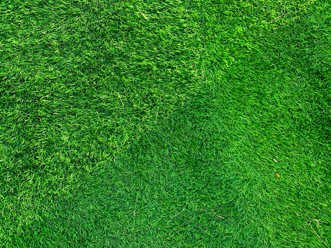 detailed close up of green grass background. without people