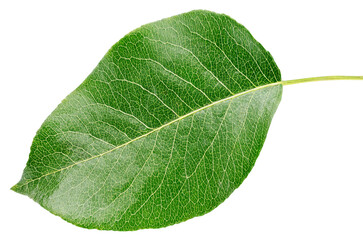 Pear green leaf isolated on transparent background. Full depth of field.