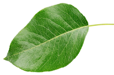 Pear green leaf isolated on transparent background. Full depth of field.