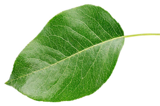 Pear green leaf isolated on transparent background. Full depth of field.