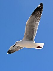 close up of a seagull in flight against blue sky
