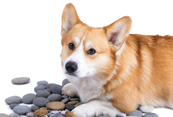welsh corgi pembroke isolated