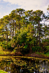 Fototapeta premium Birds on a golf course in Stuart Florida