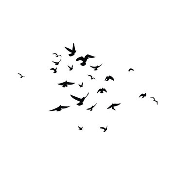 flock of birds silhouette in flight