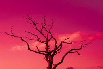 Silhouette of a tree, surreal dry red tree against the violet sky. Textured.
