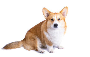 welsh corgi pembroke isolated