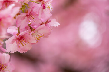 満開の河津桜のクローズアップ
