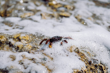 Close-up of crab in waves, in the sea.