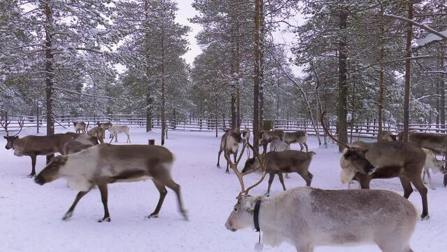 Western Siberia, a herd of reindeer in the corral.