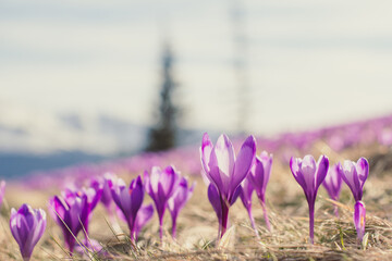 Close up early spring crocus flowers illuminated by sun concept photo. Worm eye view photography...