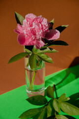 Beautiful peony flower on pink color in transparent Glass of water on isometric creative background. Fresh cut flowers green leaf for decoration home. Delivery flower. Feminine floral composition 