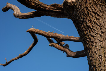 Low angle view. Dry tree against the blue clear sky. Textured.