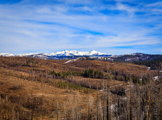 Trees and snow covered earth scorched by Caldor Fire, Sierra Nevada, California