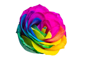 colored rose isolated