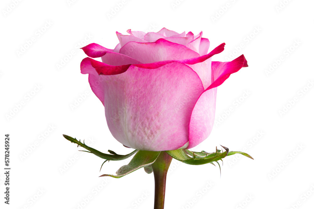 Sticker pink rose isolated