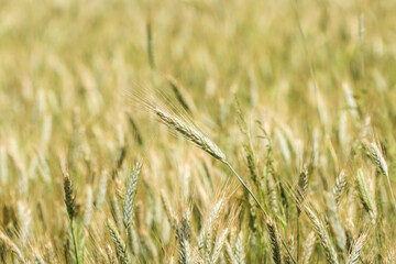 Ears of rye on field