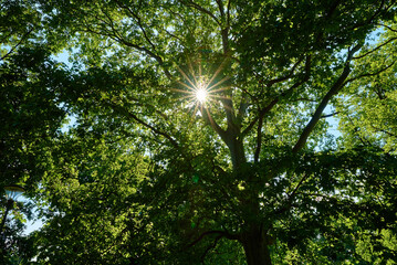 Obraz premium Sun shining through oak tree green leaves at summer day.