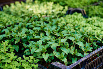 Green seedlings in pot for sale at farmer market. Plant care and transplanting in spring