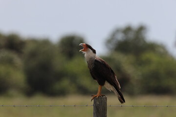 Crested Caracara Florida USA