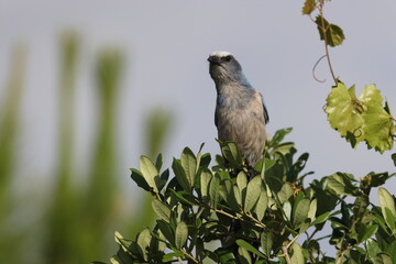 Florida Scrub Jay Florida USA